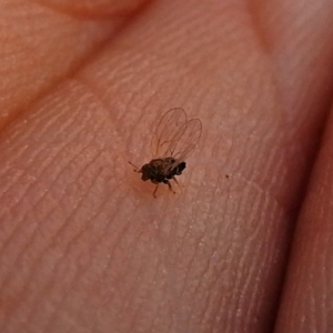 Psyllidae sp. (family) at Red Hill, ACT - 5 Mar 2018 12:52 PM