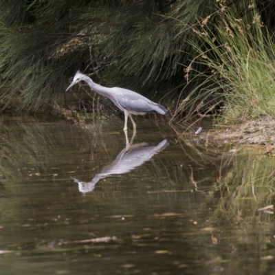 Egretta novaehollandiae (White-faced Heron) at Lake Ginninderra - 9 Feb 2018 by Alison Milton