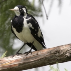 Grallina cyanoleuca (Magpie-lark) at Lake Ginninderra - 9 Feb 2018 by Alison Milton