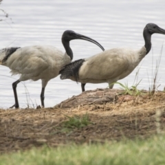 Threskiornis molucca (Australian White Ibis) at Lake Ginninderra - 9 Feb 2018 by Alison Milton