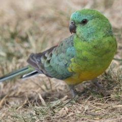 Psephotus haematonotus (Red-rumped Parrot) at Lake Ginninderra - 9 Feb 2018 by Alison Milton