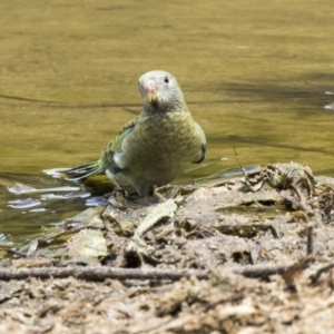 Psephotus haematonotus at Belconnen, ACT - 9 Feb 2018