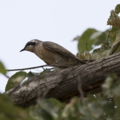 Chrysococcyx osculans (Black-eared Cuckoo) at Lake Ginninderra - 9 Feb 2018 by Alison Milton