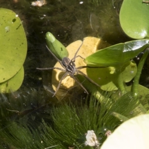 Pisauridae (family) at Higgins, ACT - 18 Feb 2018 12:49 PM