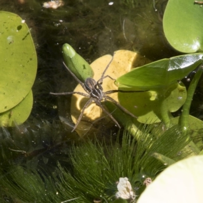 Pisauridae (family) (Water spider) at Higgins, ACT - 18 Feb 2018 by AlisonMilton