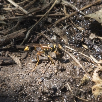 Sceliphron formosum (Formosum mud-dauber) at Higgins, ACT - 18 Feb 2018 by Alison Milton