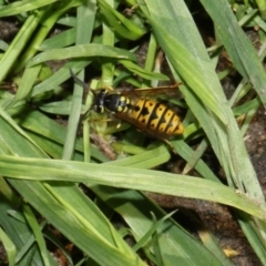 Vespula germanica (European wasp) at Higgins, ACT - 27 Feb 2018 by Alison Milton