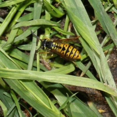 Vespula germanica (European Wasp, German Yellowjacket Wasp) at Higgins, ACT - 27 Feb 2018 by AlisonMilton