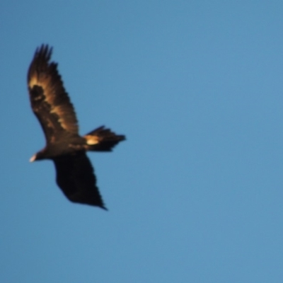 Aquila audax (Wedge-tailed Eagle) at Urambi Hills - 3 Mar 2018 by michaelb