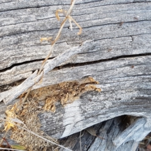 Papyrius nitidus at Stromlo, ACT - suppressed