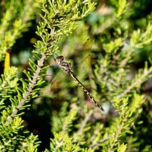 Hemicordulia australiae at Green Cape, NSW - 3 Mar 2018