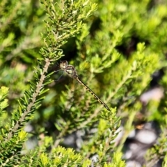 Hemicordulia australiae at Green Cape, NSW - 3 Mar 2018 10:10 AM