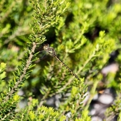 Hemicordulia australiae at Green Cape, NSW - 3 Mar 2018