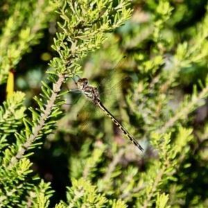 Hemicordulia australiae at Green Cape, NSW - 3 Mar 2018