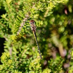 Hemicordulia australiae at Green Cape, NSW - 3 Mar 2018 10:10 AM