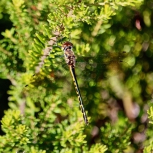 Hemicordulia australiae at Green Cape, NSW - 3 Mar 2018