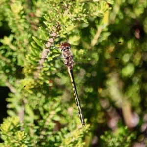 Hemicordulia australiae at Green Cape, NSW - 3 Mar 2018 10:10 AM