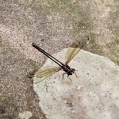 Austroargiolestes icteromelas icteromelas (Common Flatwing) at Green Cape, NSW - 3 Mar 2018 by RossMannell