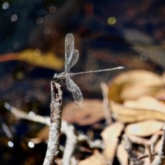 Austroargiolestes icteromelas icteromelas at Green Cape, NSW - 3 Mar 2018