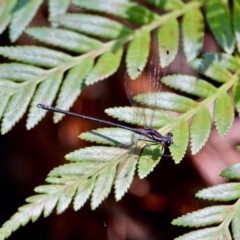 Austroargiolestes icteromelas icteromelas at Green Cape, NSW - 3 Mar 2018 01:30 PM