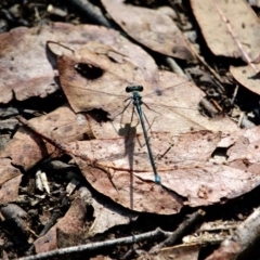 Ischnura heterosticta (Common Bluetail Damselfly) at Green Cape, NSW - 3 Mar 2018 by RossMannell