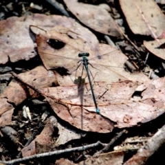 Ischnura heterosticta at Green Cape, NSW - 3 Mar 2018