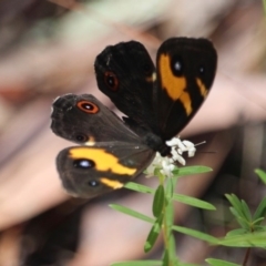 Tisiphone abeona (Varied Sword-grass Brown) at Ben Boyd National Park - 3 Mar 2018 by RossMannell