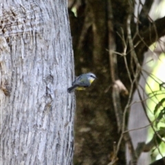 Eopsaltria australis (Eastern Yellow Robin) at Ben Boyd National Park - 3 Mar 2018 by RossMannell