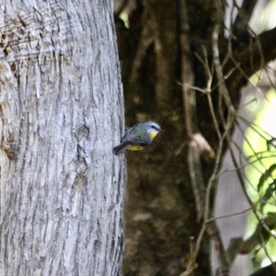 Eopsaltria australis (Eastern Yellow Robin) at Ben Boyd National Park - 3 Mar 2018 by RossMannell