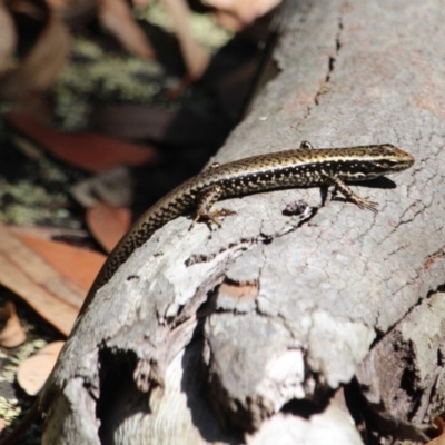 Eulamprus heatwolei (Yellow-bellied Water Skink) at Ben Boyd National Park - 3 Mar 2018 by RossMannell