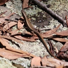 Eulamprus heatwolei at Green Cape, NSW - 3 Mar 2018 01:10 PM