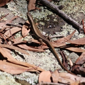 Eulamprus heatwolei at Green Cape, NSW - 3 Mar 2018