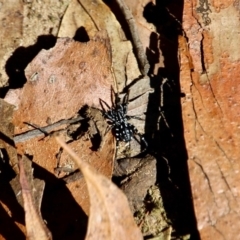 Nyssus albopunctatus (White-spotted swift spider) at Ben Boyd National Park - 3 Mar 2018 by RossMannell