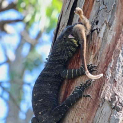 Varanus varius (Lace Monitor) at Green Cape, NSW - 3 Mar 2018 by RossMannell
