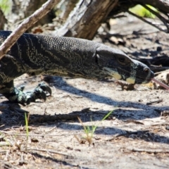 Varanus varius at Green Cape, NSW - 3 Mar 2018