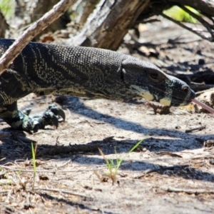 Varanus varius at Green Cape, NSW - suppressed