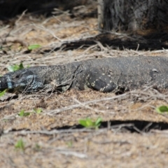 Varanus varius at Green Cape, NSW - 3 Mar 2018