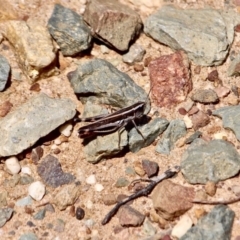 Macrotona sp. (Macrotona grasshopper) at Green Cape, NSW - 3 Mar 2018 by RossMannell