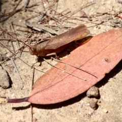 Goniaea australasiae (Gumleaf grasshopper) at Ben Boyd National Park - 3 Mar 2018 by RossMannell