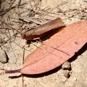 Goniaea australasiae at Green Cape, NSW - 3 Mar 2018 01:01 PM