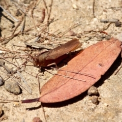 Goniaea australasiae at Green Cape, NSW - 3 Mar 2018 01:01 PM