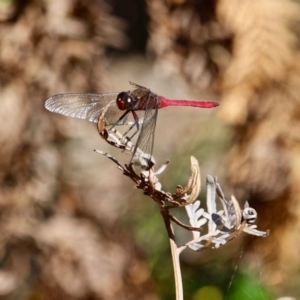 Orthetrum villosovittatum at Green Cape, NSW - 3 Mar 2018