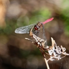 Orthetrum villosovittatum at Green Cape, NSW - 3 Mar 2018