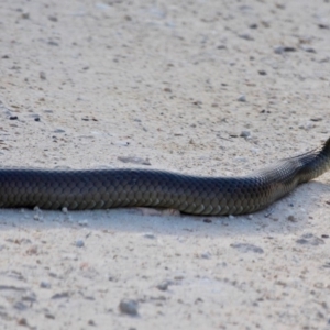 Pseudonaja textilis at Green Cape, NSW - 3 Mar 2018 05:28 PM