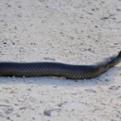 Pseudonaja textilis (Eastern Brown Snake) at Ben Boyd National Park - 3 Mar 2018 by RossMannell