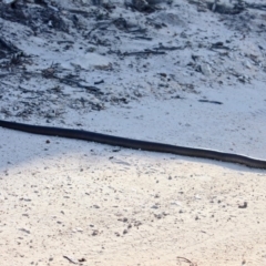 Pseudonaja textilis at Green Cape, NSW - 3 Mar 2018 05:28 PM