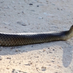 Pseudonaja textilis at Green Cape, NSW - 3 Mar 2018 05:28 PM