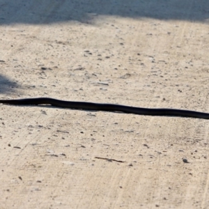 Pseudonaja textilis at Green Cape, NSW - 3 Mar 2018 05:28 PM