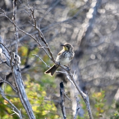 Glyciphila melanops (Tawny-crowned Honeyeater) at Green Cape South - 3 Mar 2018 by RossMannell