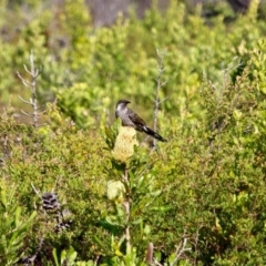 Anthochaera chrysoptera (Little Wattlebird) at Ben Boyd National Park - 3 Mar 2018 by RossMannell